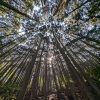 Poziv na dostavu projektnih prijedloga u sklopu FOREST poziva 2026. godine